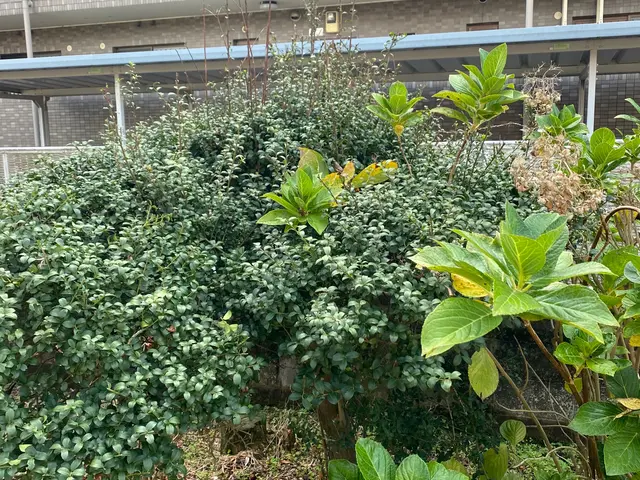 草刈り代行サービスサービスの画像