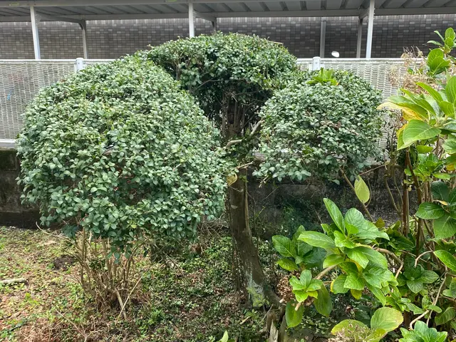 草刈り代行サービスサービスの画像