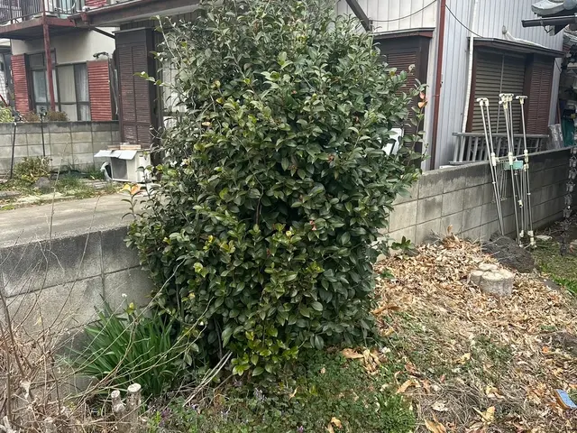 庭木・竹の伐採サービスサービスの画像