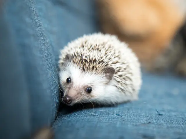 「かわいい今を、まるごと残す。」大切な家族を残すペットの写真撮影☆