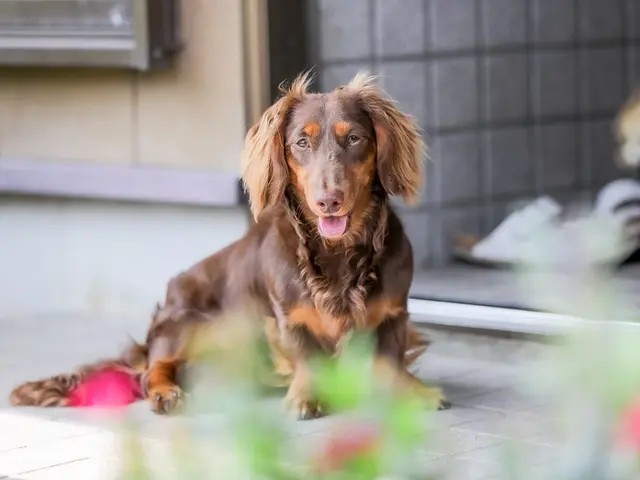 「かわいい今を、まるごと残す。」大切な家族を残すペットの写真撮影☆