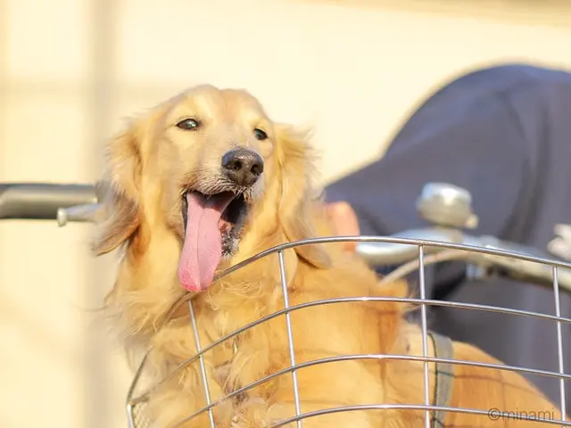 「かわいい今を、まるごと残す。」大切な家族を残すペットの写真撮影☆