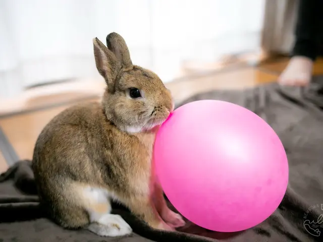 「かわいい今を、まるごと残す。」大切な家族を残すペットの写真撮影☆