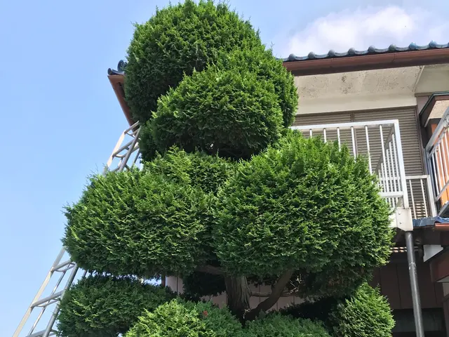 【業歴23年】庭木手入れお任せください☆一級造園技能士◎女性スタッフの同行可！サービスの画像