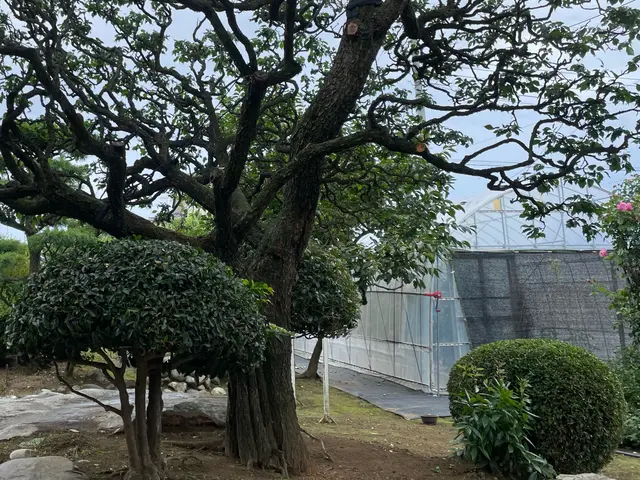 【業歴23年】庭木手入れお任せください☆一級造園技能士◎女性スタッフの同行可！サービスの画像