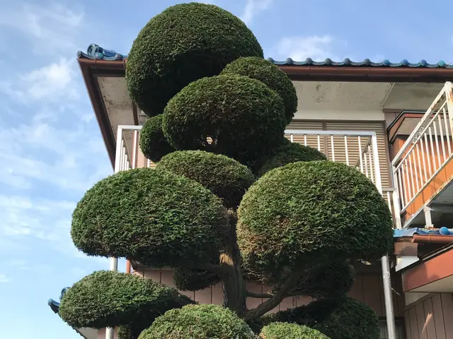 【業歴23年】庭木手入れお任せください☆一級造園技能士◎女性スタッフの同行可！サービスの画像