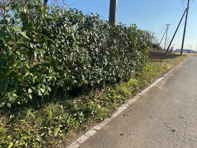 ◆直角・丸を意識した生垣剪定◆美しい姿の生垣を再現致します！サービスの画像