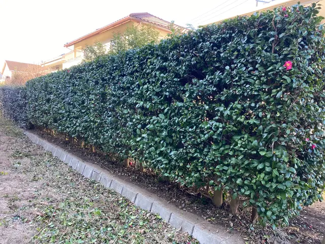 ◆直角・丸を意識した生垣剪定◆美しい姿の生垣を再現致します！サービスの画像