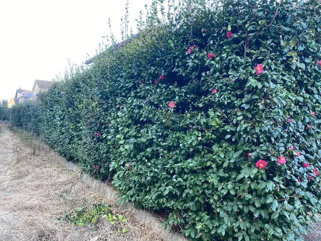 ◆直角・丸を意識した生垣剪定◆美しい姿の生垣を再現致します！サービスの画像