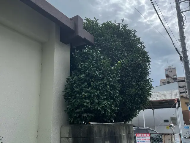 三重県全域対応！庭木の剪定　お客様のお庭手入れさせていただきますサービスの画像