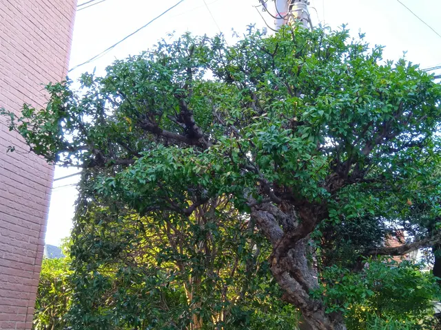 １０年以上の緑豊かな経験! 時間をかけて、お庭を美しく剪定します！サービスの画像