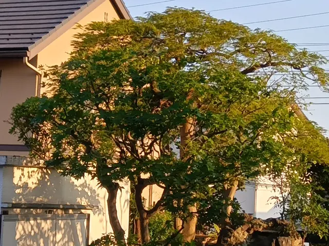 １０年以上の緑豊かな経験! 時間をかけて、お庭を美しく剪定します！サービスの画像