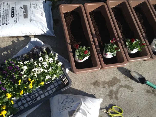 【花屋さんが担当】花苗、鉢植え、放置されていた花壇なども美しく生まれかわります。サービスの画像