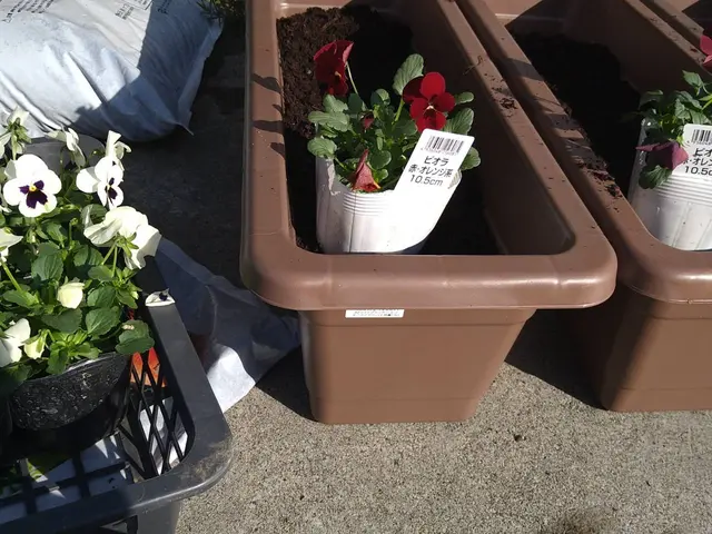 【花屋さんが担当】花苗、鉢植え、放置されていた花壇なども美しく生まれかわります。サービスの画像