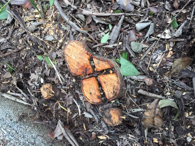 他社に断られた大木、高木の伐採、お任せください！サービスの画像