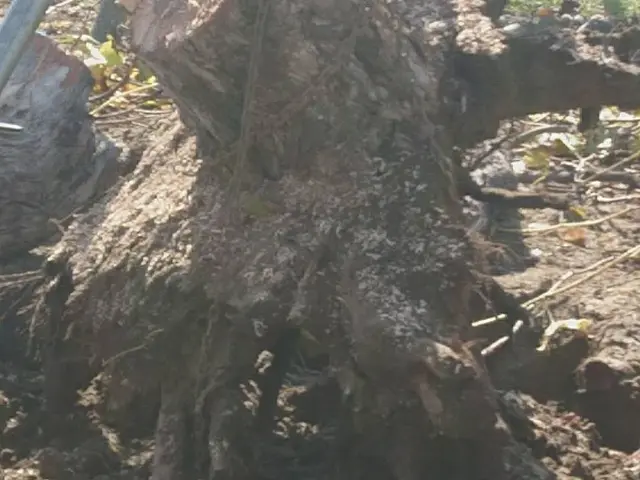 ◇今年は毛虫が多いです◇枝の伐採お勧めです◎庭木◎大木★\/★お任せくださいサービスの画像