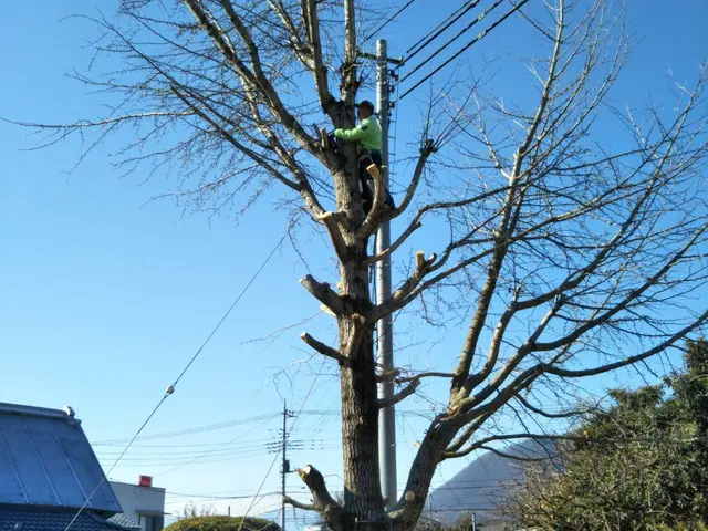◇今年は毛虫が多いです◇枝の伐採お勧めです◎庭木◎大木★\/★お任せくださいサービスの画像