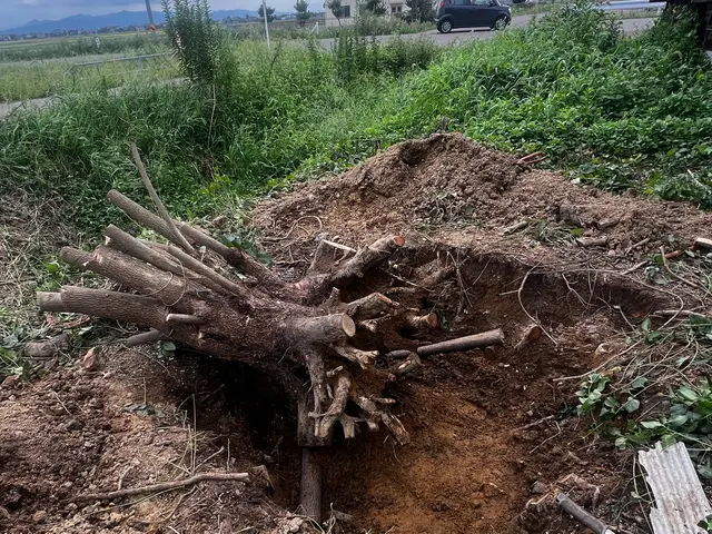 新潟県全域対応可能！道路や隣家に伸びた木にお困りでは？太く高い木も任せて下さい！サービスの画像