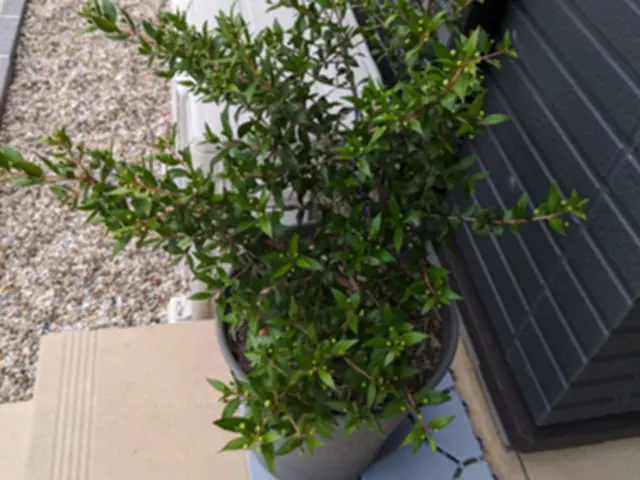 創業100年以上の信頼と実績！安全第一でお庭を美しく整えますサービスの画像