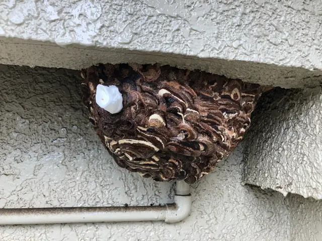 最短当日！危険は即撤去！スズメバチ、ミツバチ、アシナガバチもお任せください！サービスの画像