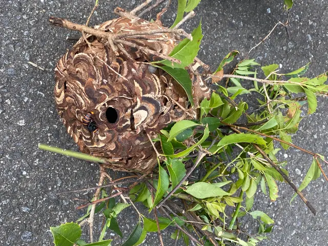 最短当日！危険は即撤去！スズメバチ、ミツバチ、アシナガバチもお任せください！サービスの画像