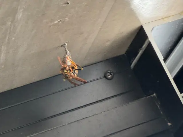 【いなべ市発】蜂の巣駆除・忌避剤散布・保証制度あり・すぐ駆け付けます☺サービスの画像