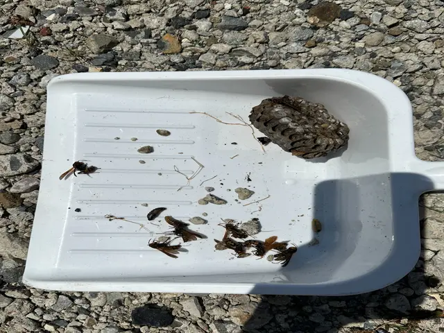 【いなべ市発】蜂の巣駆除・忌避剤散布・保証制度あり・すぐ駆け付けます☺サービスの画像