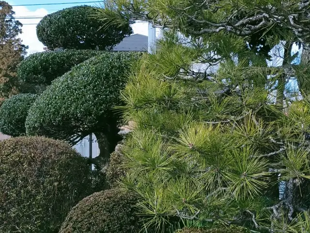 職人歴15年以上！！ 低木・高木など1本からどうぞ！ アフターフォローばっちり☆サービスの画像