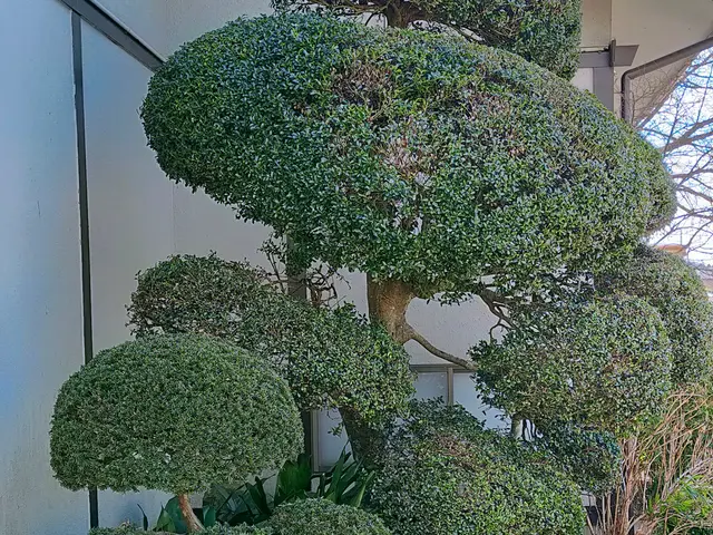 職人歴15年以上！！ 低木・高木など1本からどうぞ！ アフターフォローばっちり☆サービスの画像