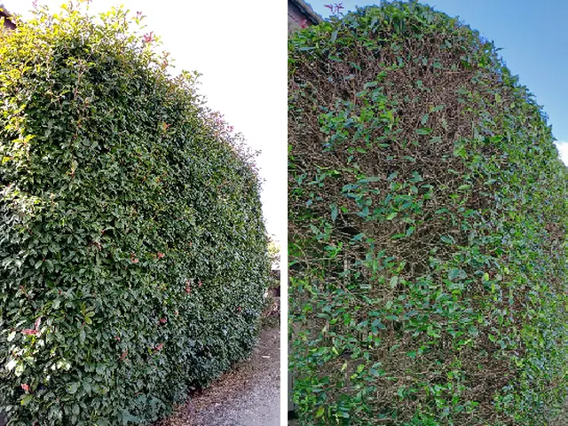 職人歴15年以上！！ 低木・高木など1本からどうぞ！ アフターフォローばっちり☆サービスの画像