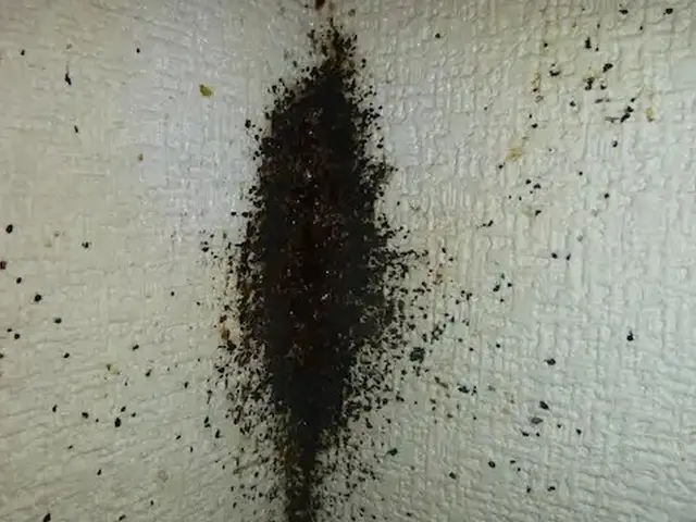 トコジラミ駆除歴10年以上の有資格者多数在籍【再発保証付】【有資格者多数在籍】サービスの画像