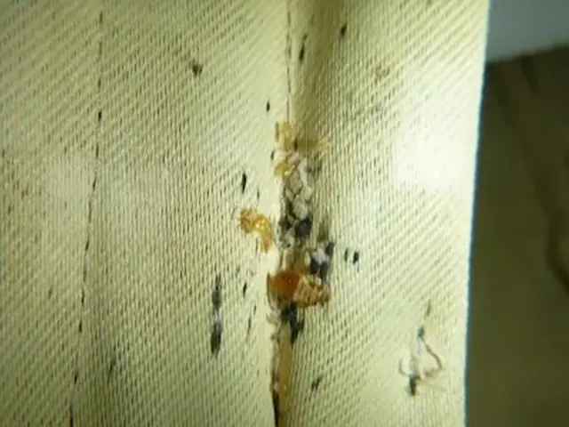 トコジラミ駆除歴10年以上の有資格者多数在籍【再発保証付】【有資格者多数在籍】サービスの画像