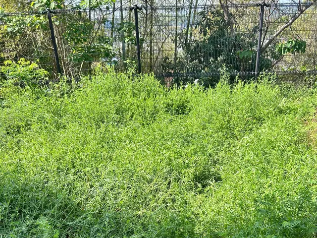 【リピーター続出】妥協なしの超丁寧作業！草むしり・剪定・お庭の整理はここで完結！サービスの画像