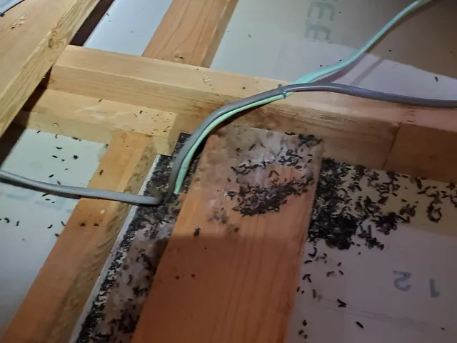 Bt CoCoです！・写真で前後比較◎豊富な経験と知識で安心　奈良　京都即対応！サービスの画像