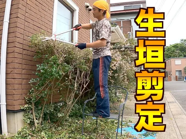 1m未満低木4400円〜【生垣剪定】☆損害保険適応☆サービスの画像