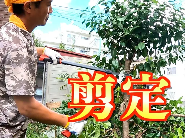 1m未満低木4400円〜【生垣剪定】☆損害保険適応☆サービスの画像