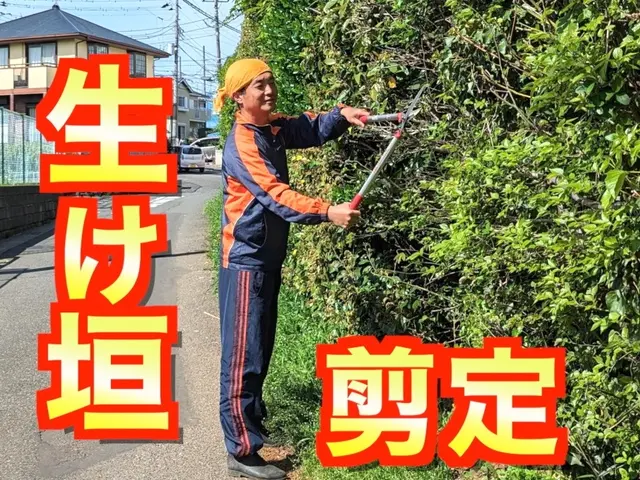 1m未満低木4400円〜【生垣剪定】☆損害保険適応☆サービスの画像