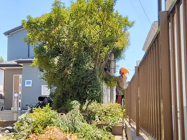 1m未満低木4400円〜【生垣剪定】☆損害保険適応☆サービスの画像