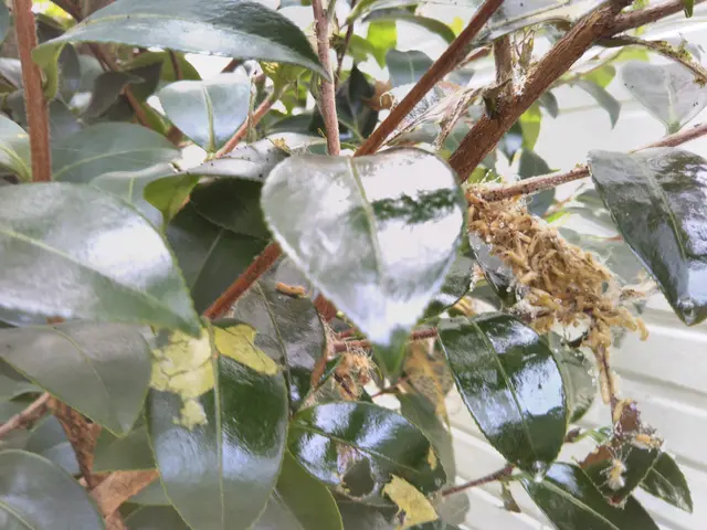 植木屋さんが、キレイで丁寧な駆除対応をしています！お気軽にお問い合わせ下さい。サービスの画像