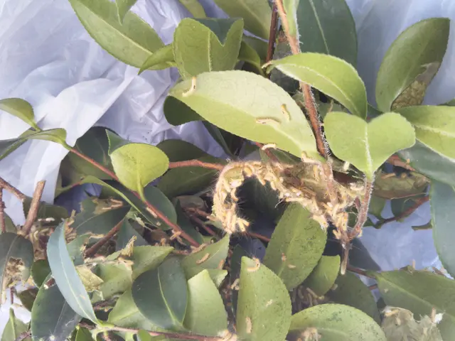 植木屋さんが、キレイで丁寧な駆除対応をしています！お気軽にお問い合わせ下さい。サービスの画像