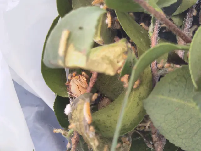 植木屋さんが、キレイで丁寧な駆除対応をしています！お気軽にお問い合わせ下さい。サービスの画像