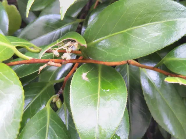 植木屋さんが、キレイで丁寧な駆除対応をしています！お気軽にお問い合わせ下さい。サービスの画像