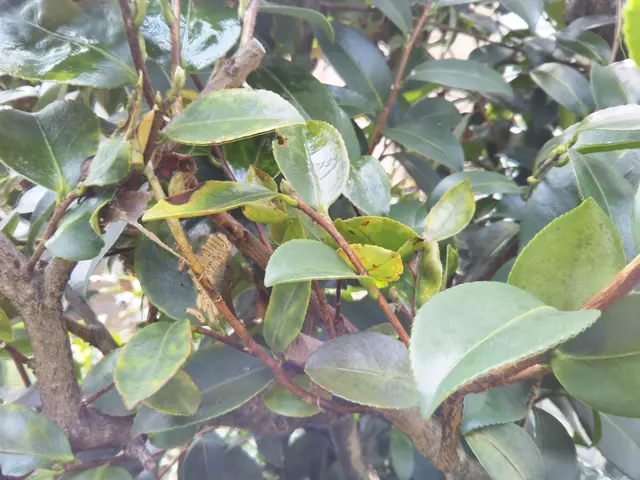 植木屋さんが、キレイで丁寧な駆除対応をしています！お気軽にお問い合わせ下さい。サービスの画像