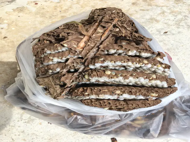 ハチ駆除なら沖縄インセクトサービスの画像