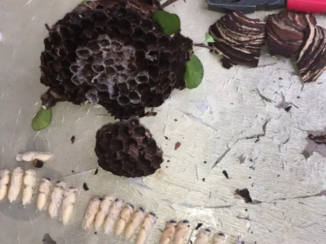 ハチ駆除なら沖縄インセクトサービスの画像