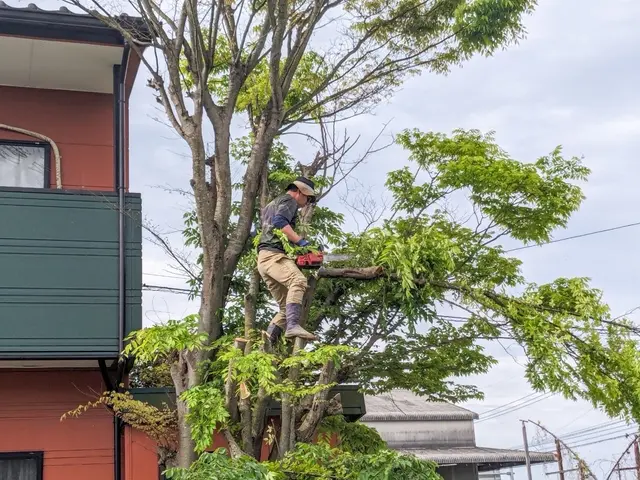 【見積り・相談無料】　◆不要になった木々の伐採・伐根いたします。サービスの画像