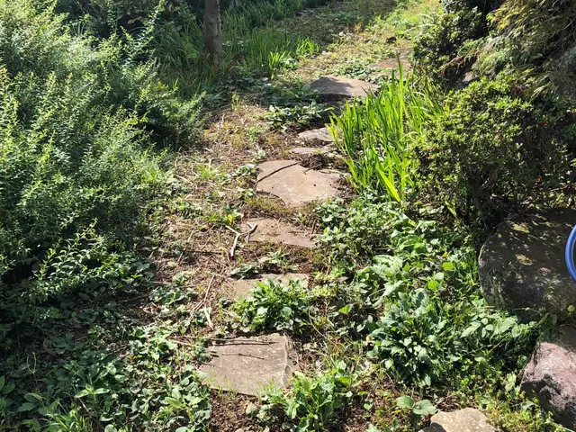 草刈り（草刈り機）サービスの画像