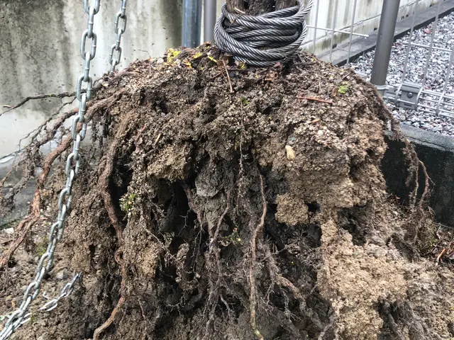 ◆女性スタッフ必ず同行◆不要な木を１本からでも伐採・伐根いたします☆サービスの画像