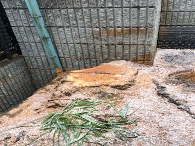 ◆女性スタッフ必ず同行◆不要な木を１本からでも伐採・伐根いたします☆サービスの画像