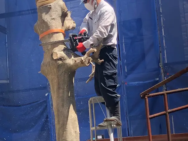 ◆女性スタッフ必ず同行◆不要な木を１本からでも伐採・伐根いたします☆サービスの画像